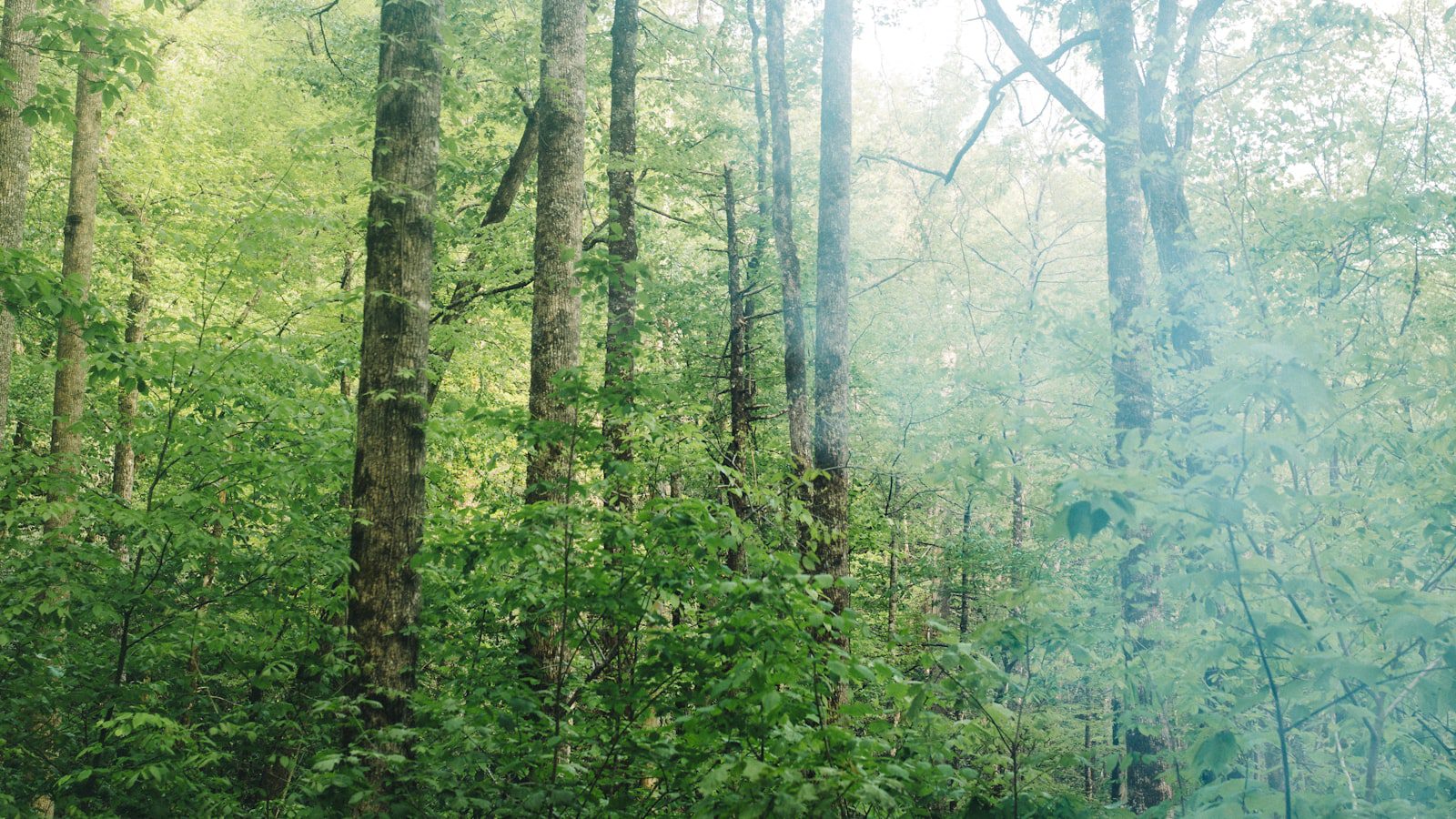 Great Smoky Mountains National Park