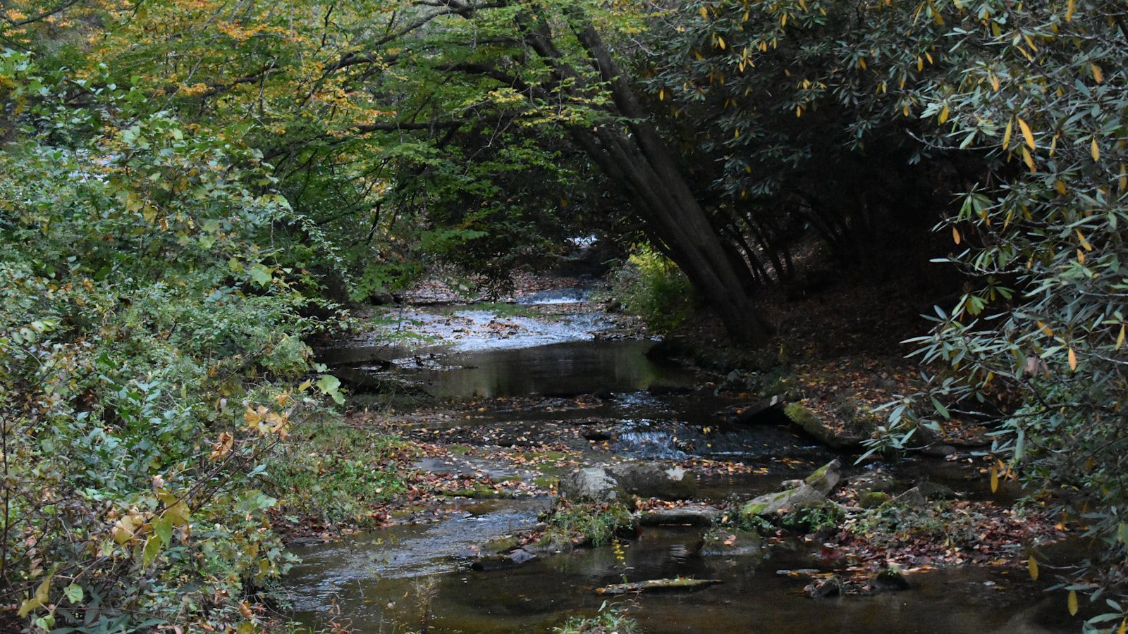 Pisgah State Park