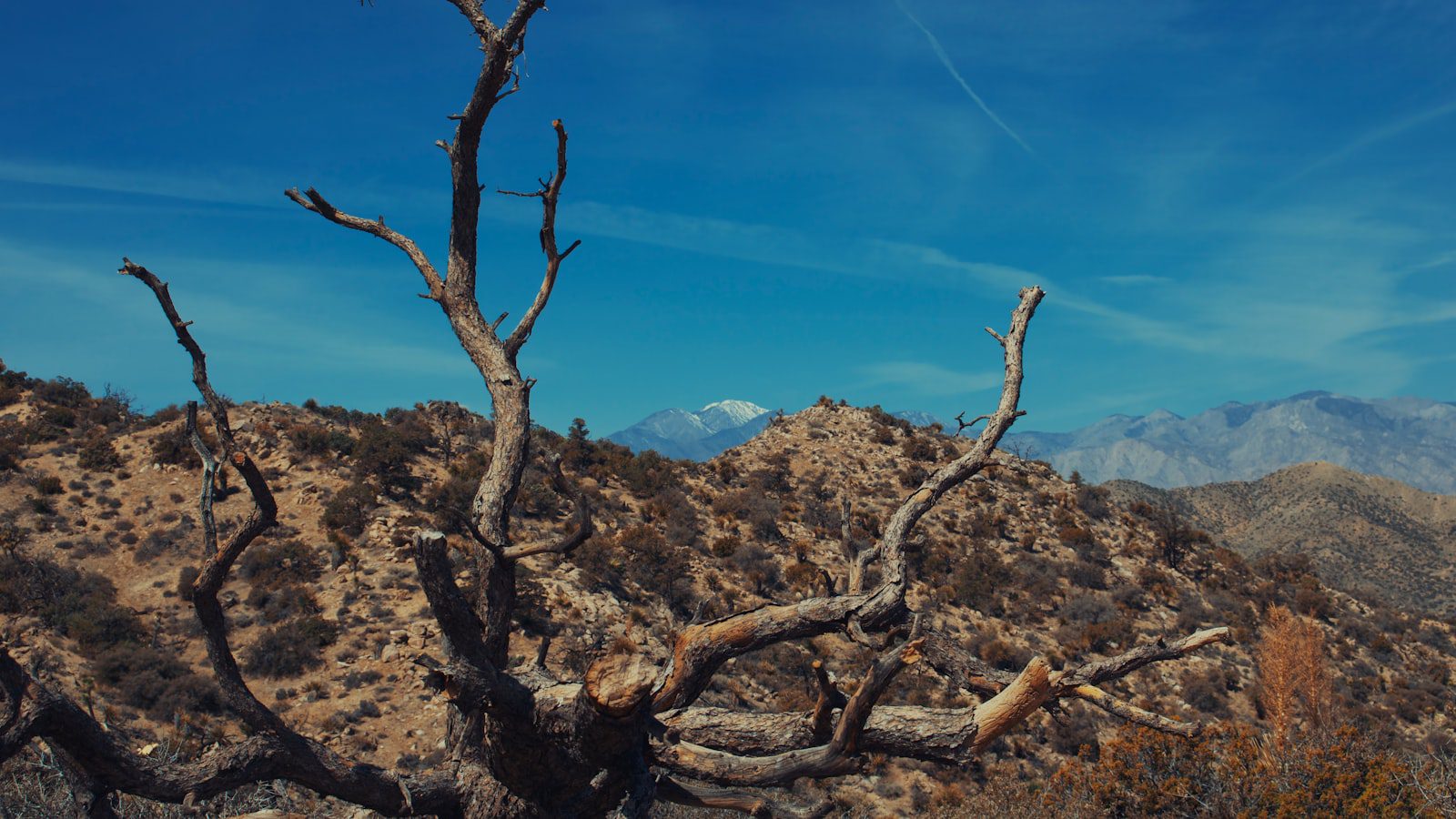 Carson National Forest