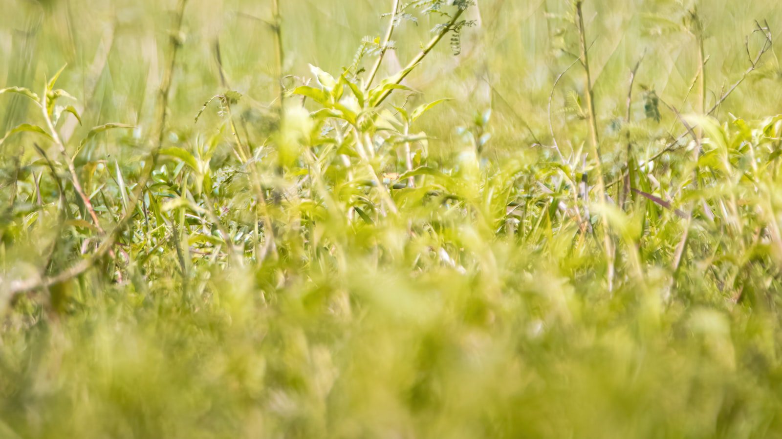 West Branch State Park