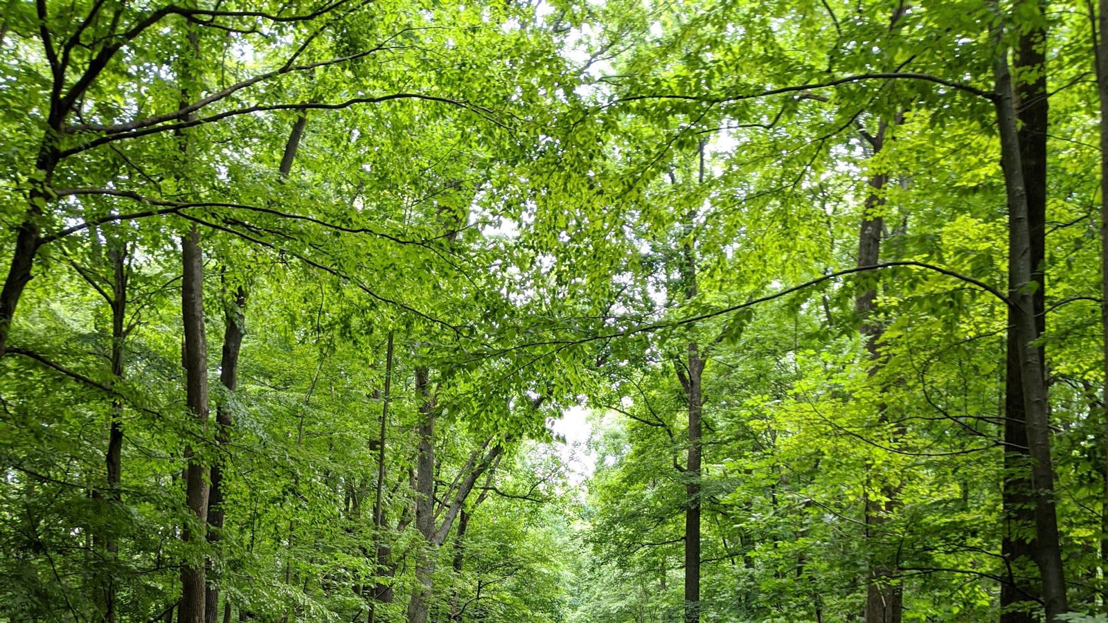 Nockamixon State Park