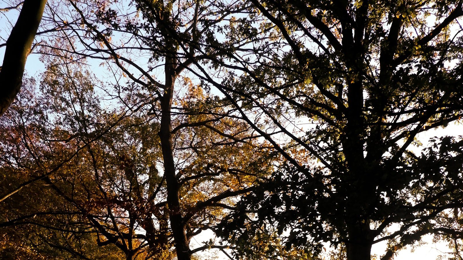 Bastrop State Park