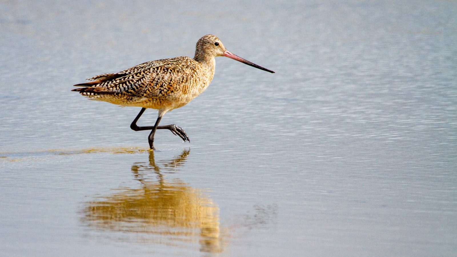 Padre Island National Seashore