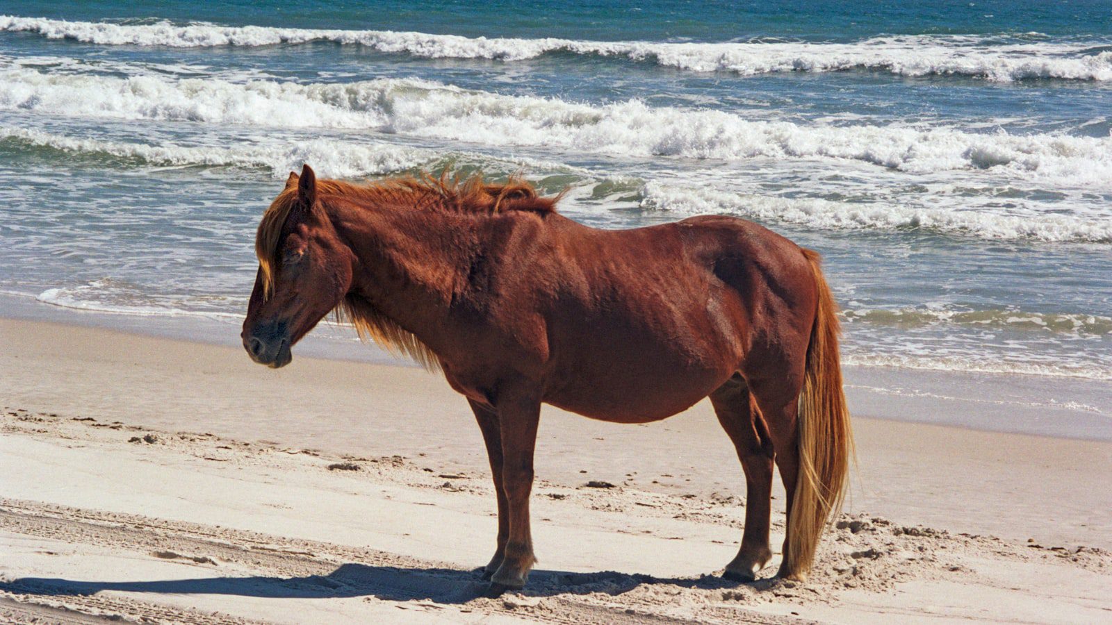 Chincoteague National Wildlife Refuge