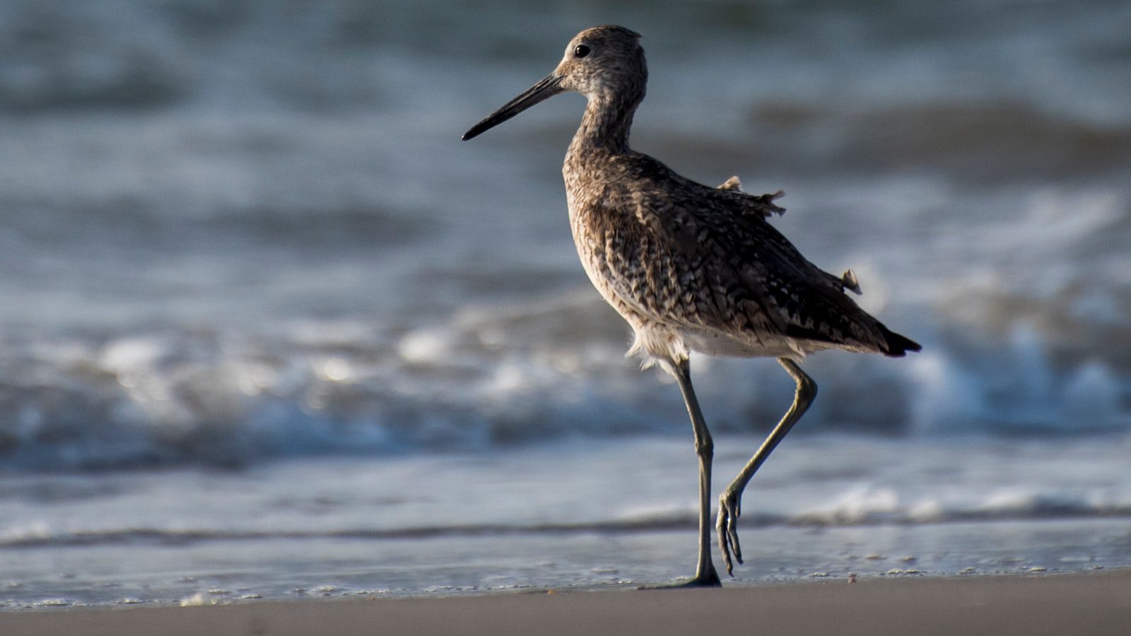 Mustang Island State Park