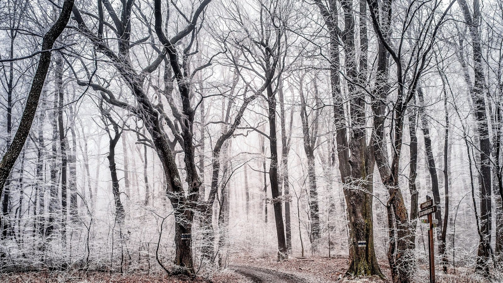 Groton State Forest