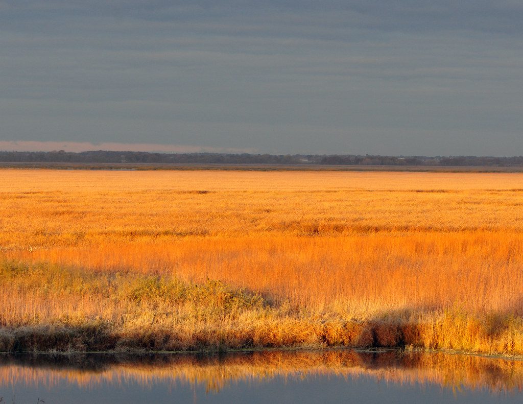 Horicon Marsh