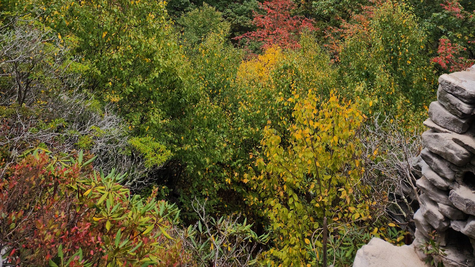 Monongahela National Forest