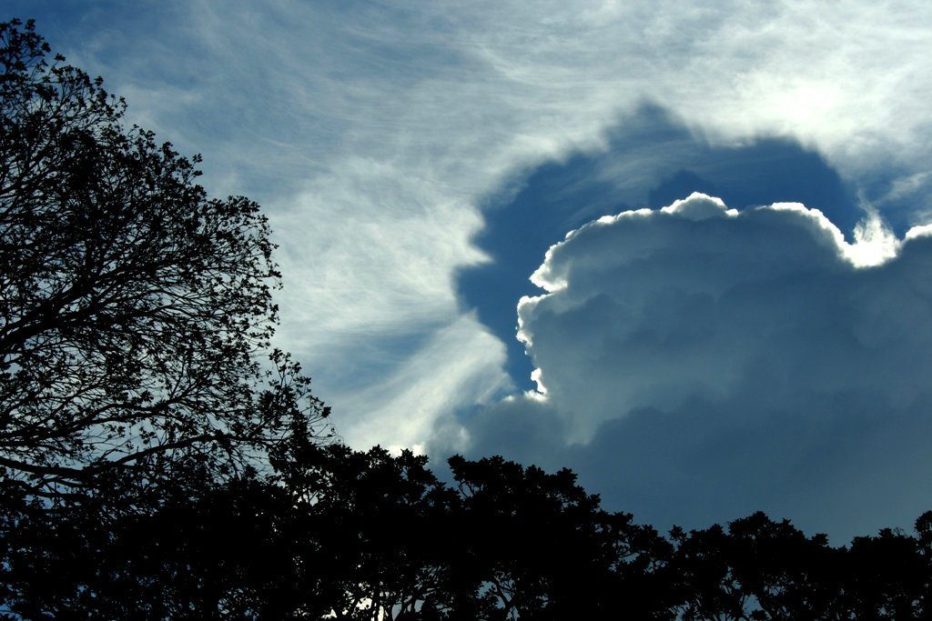 La majestuosidad de los Everglades