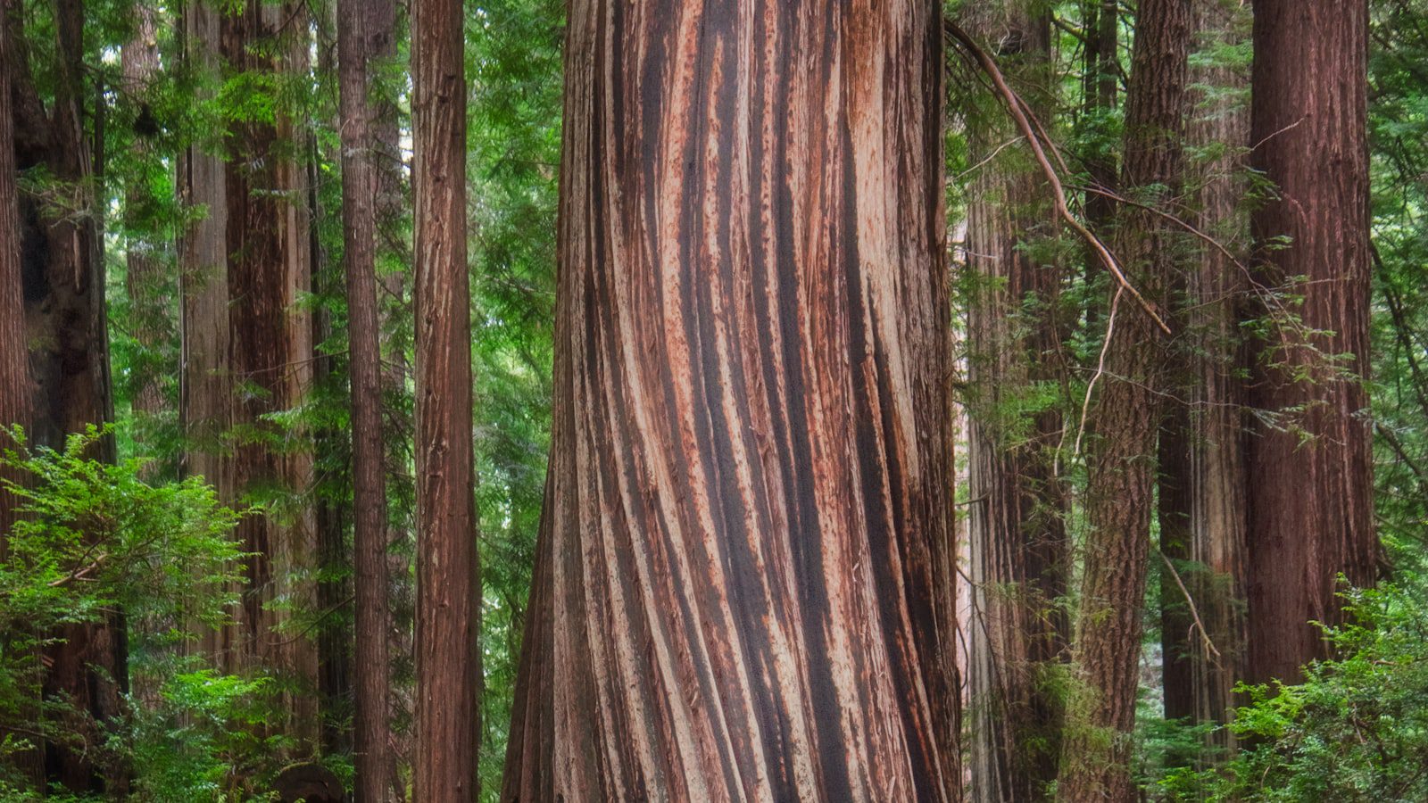 Henry Cowell Redwoods State Park