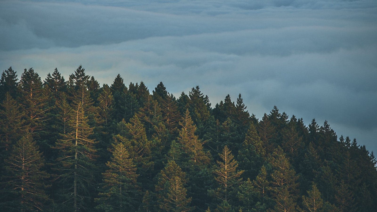 Mount Tamalpais State Park