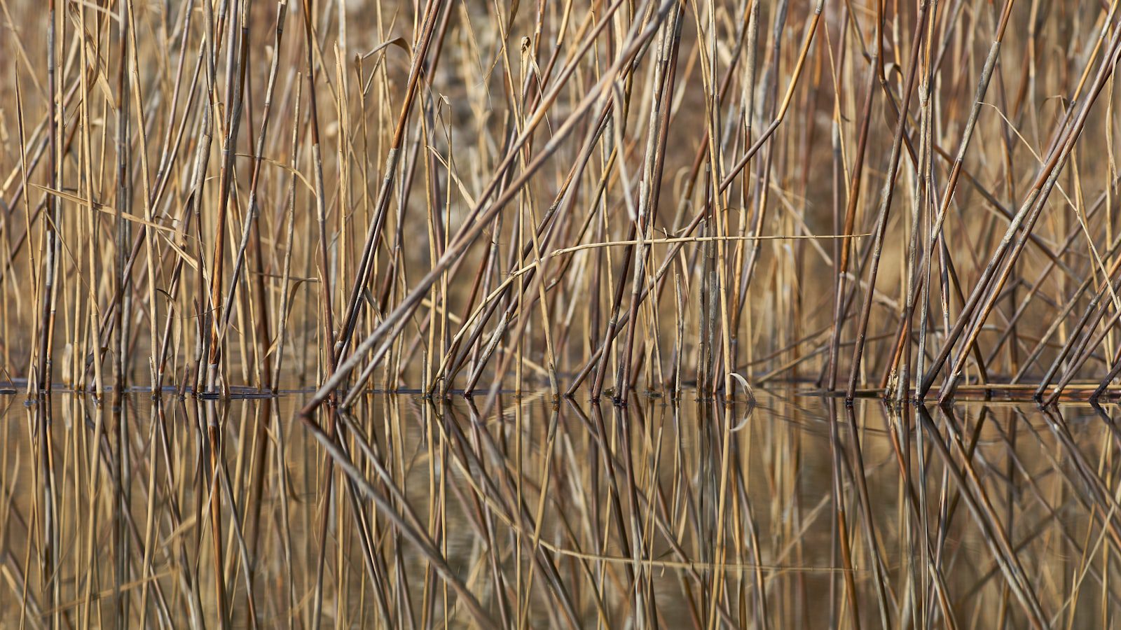 Reed Bingham State Park