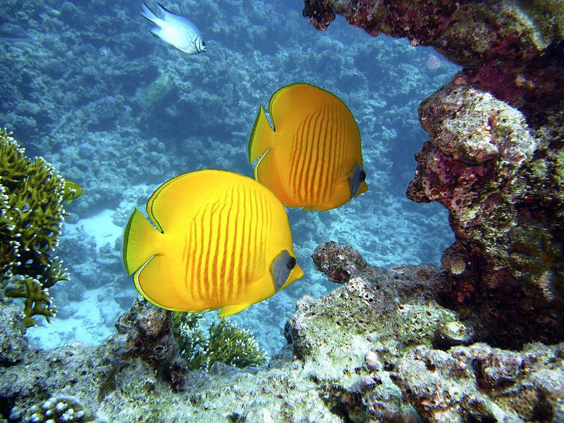 Papahānaumokuākea Marine National Monument