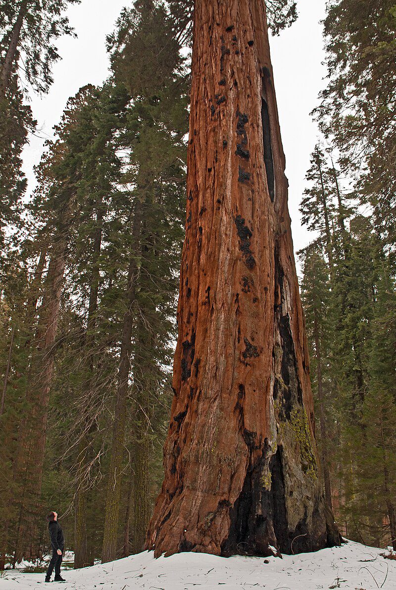 ¡La majestuosidad de las secuoyas ⁤en el Parque Nacional‌ Sequoia!