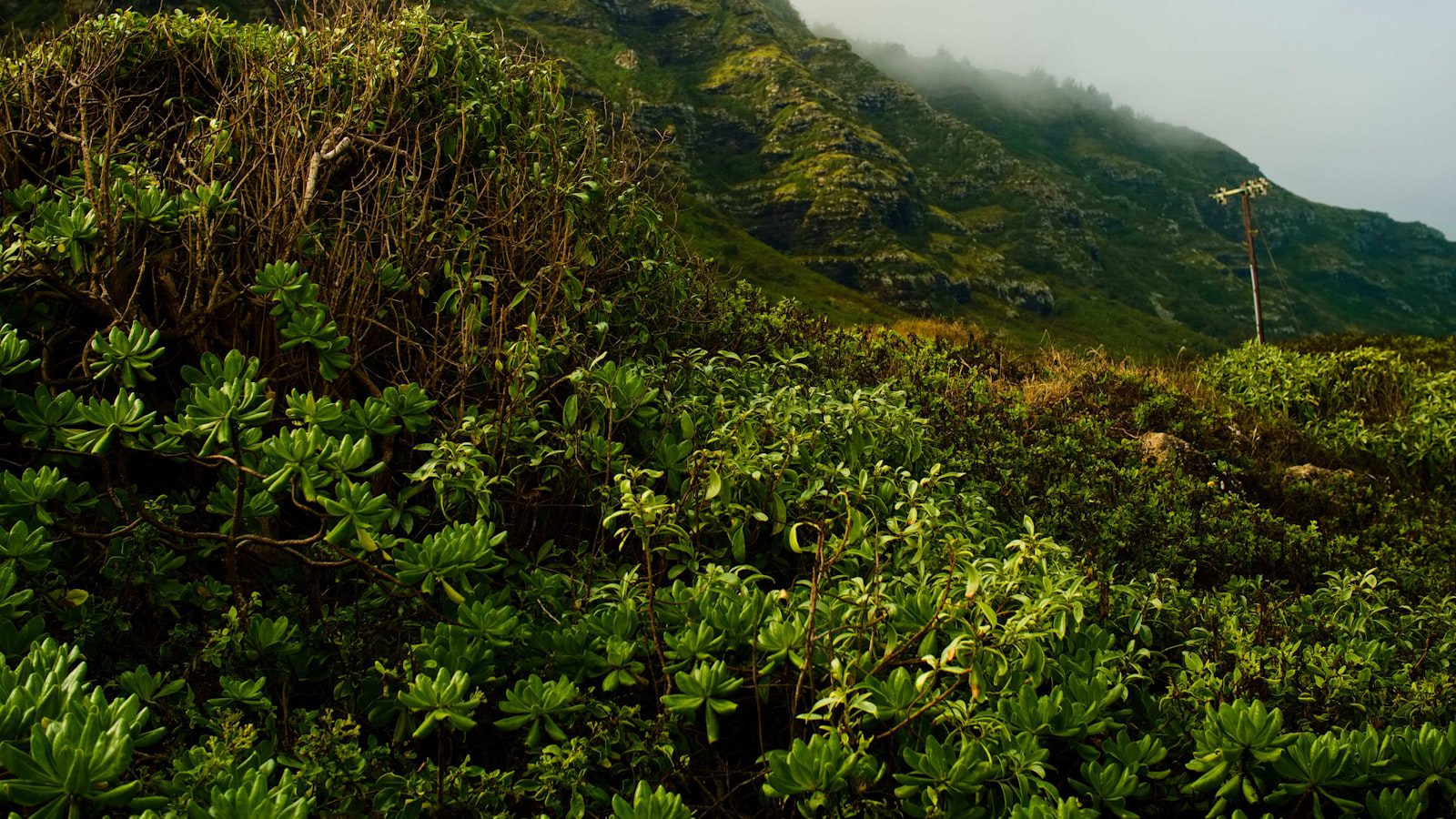 Ka‘ena Point State Park