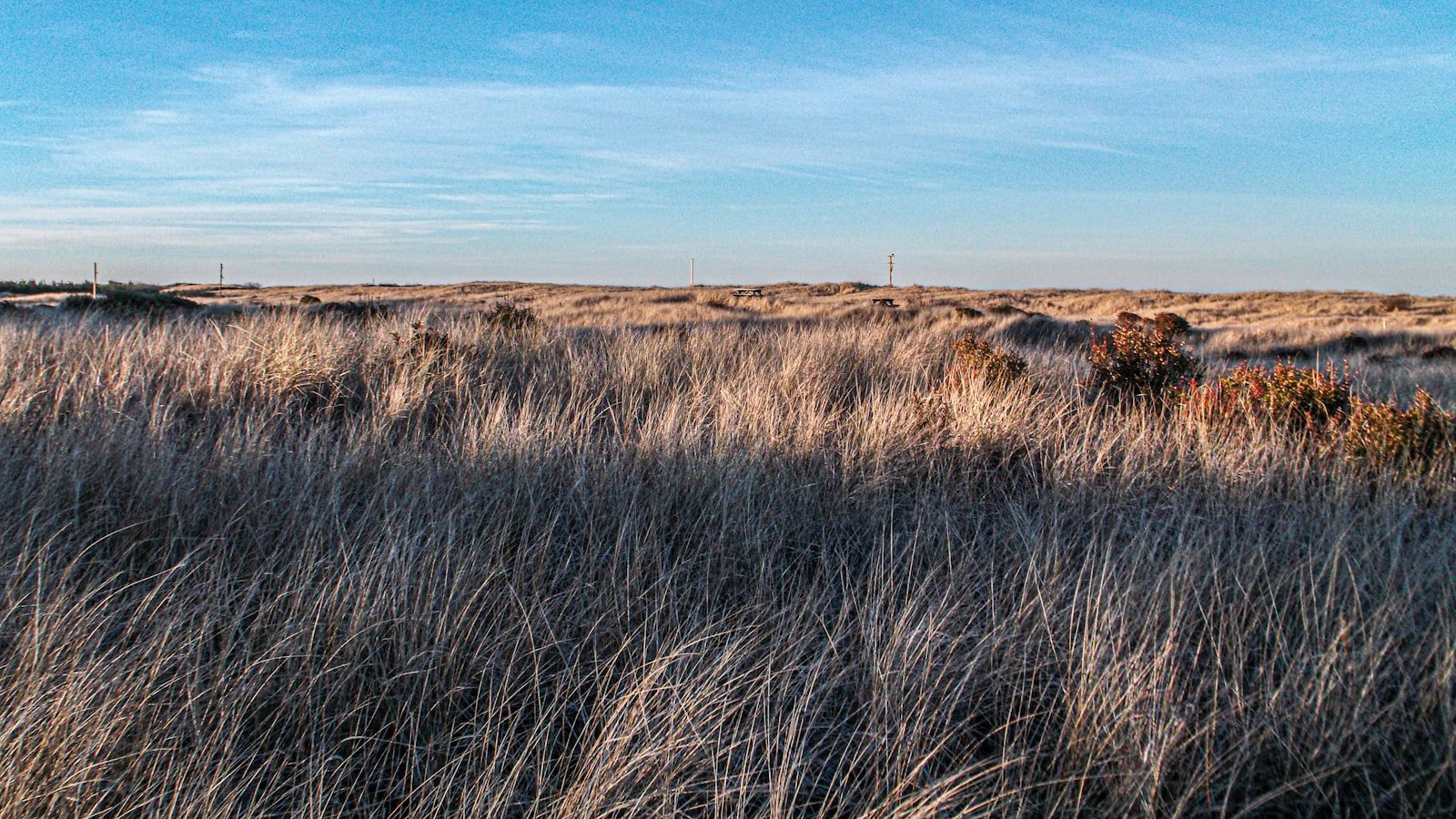 Warren Dunes State Park