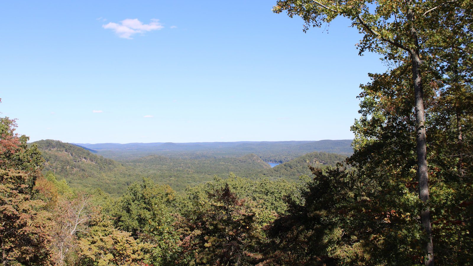 Uwharrie National Forest