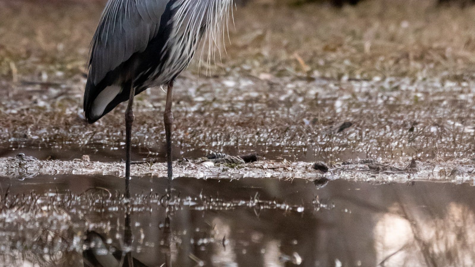 Great Swamp National Wildlife Refuge