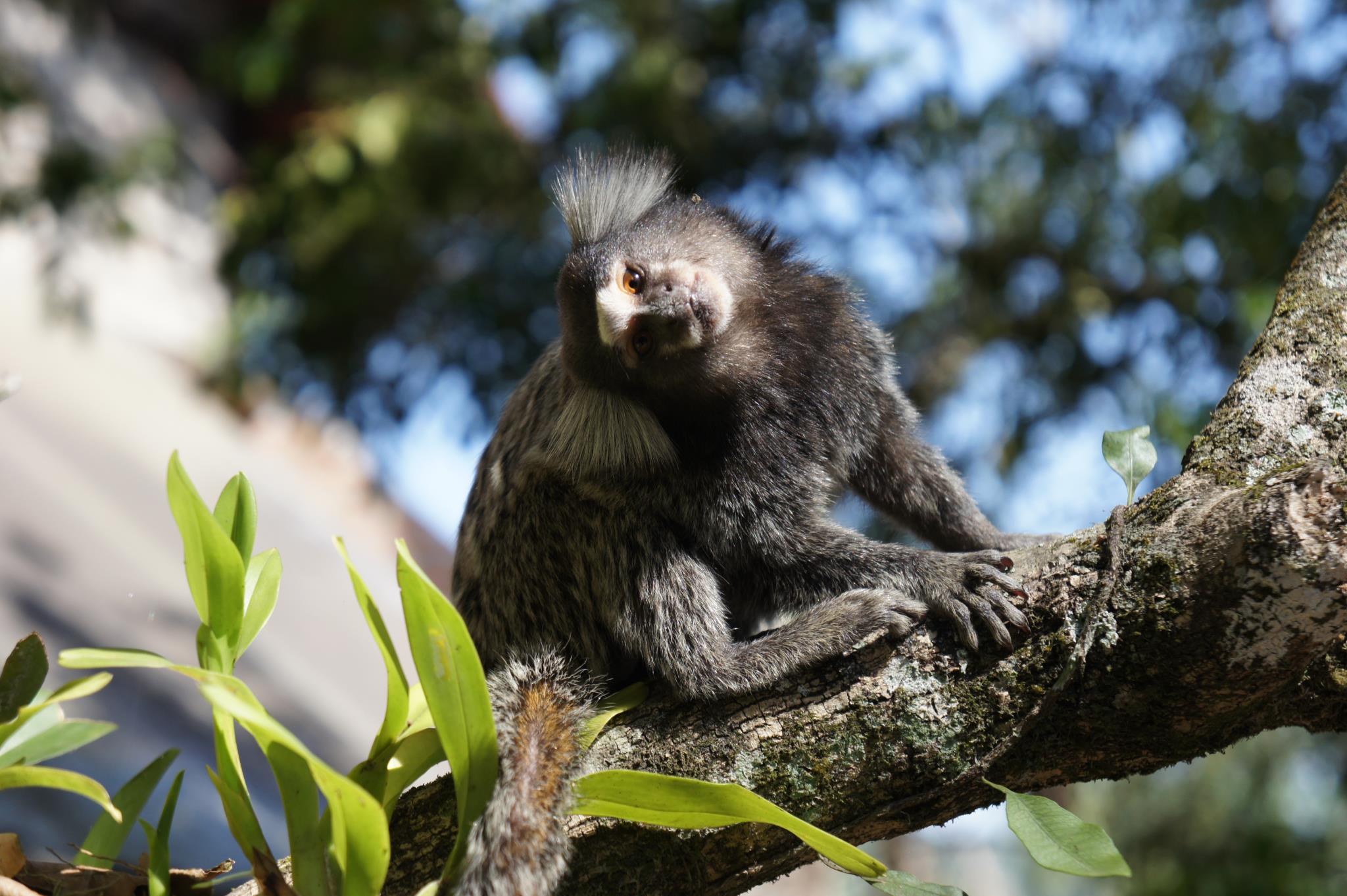 Observa la diversa vida⁢ silvestre ⁤que habita en el área protegida