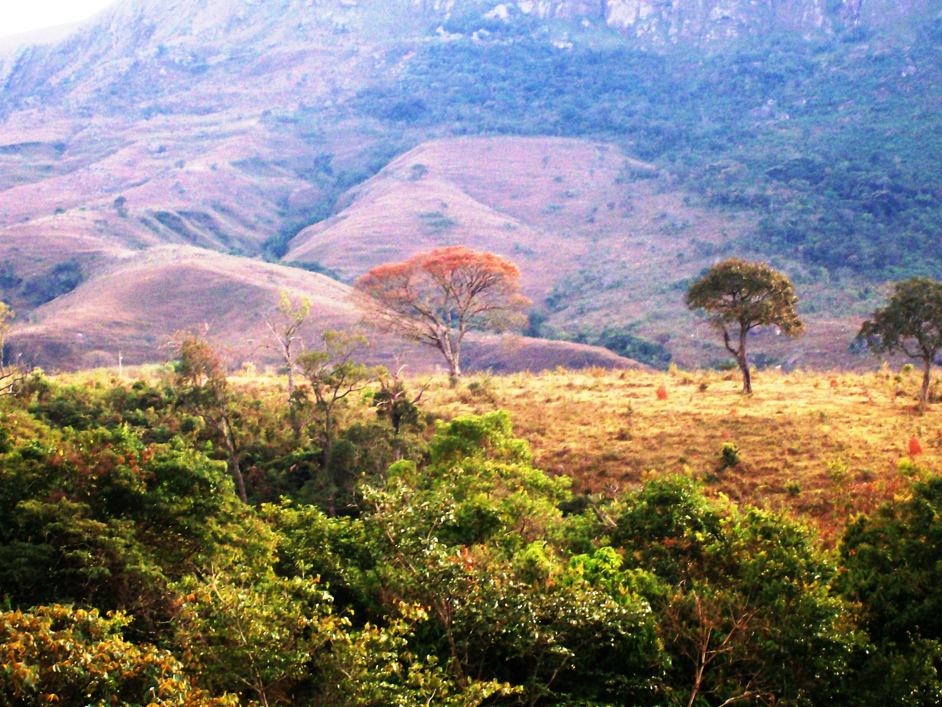 Adentrándose en la exuberante vegetación de la selva ​hawaiana