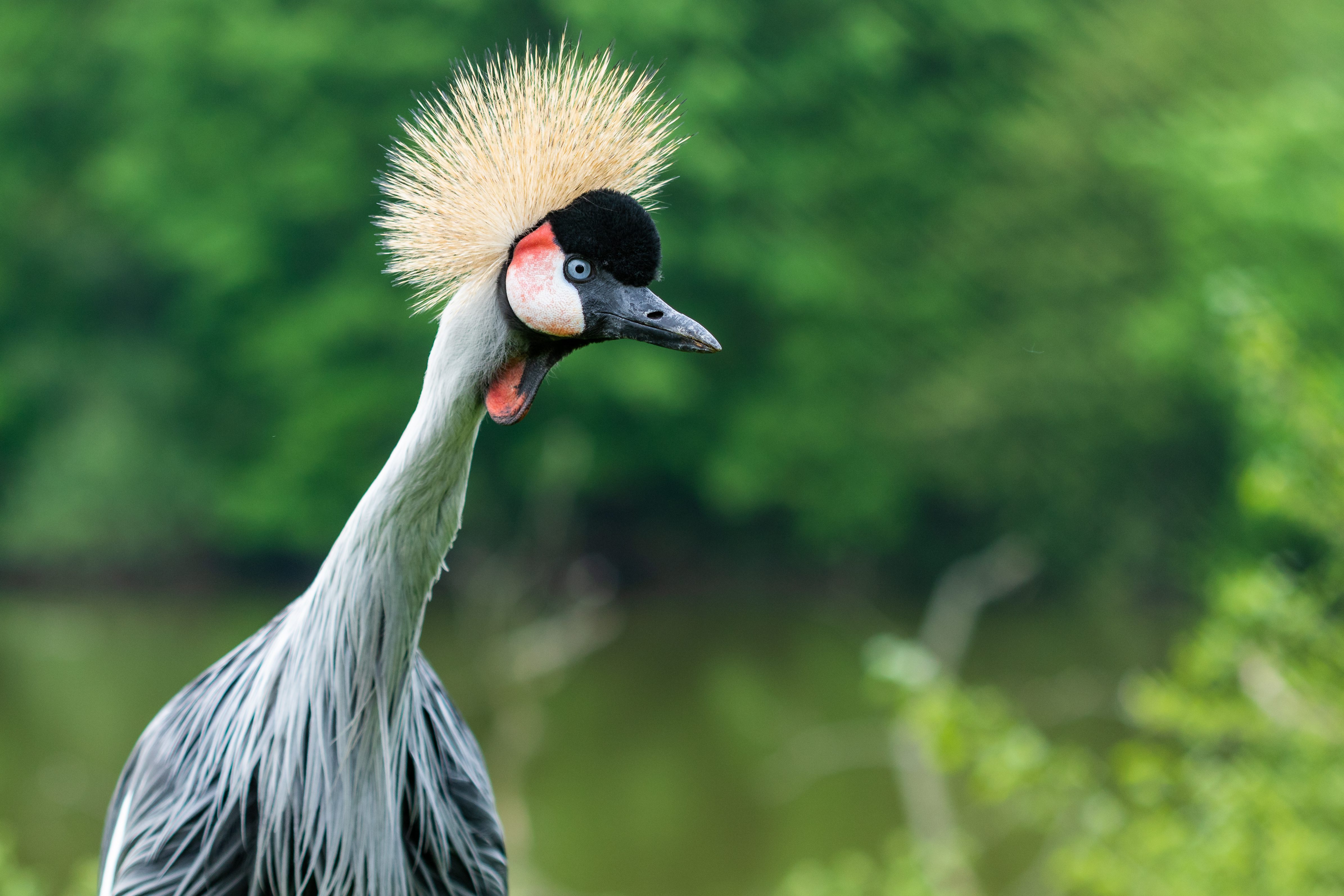 Observación ‍de aves: una ⁣experiencia⁤ única en Tillinghast Pond