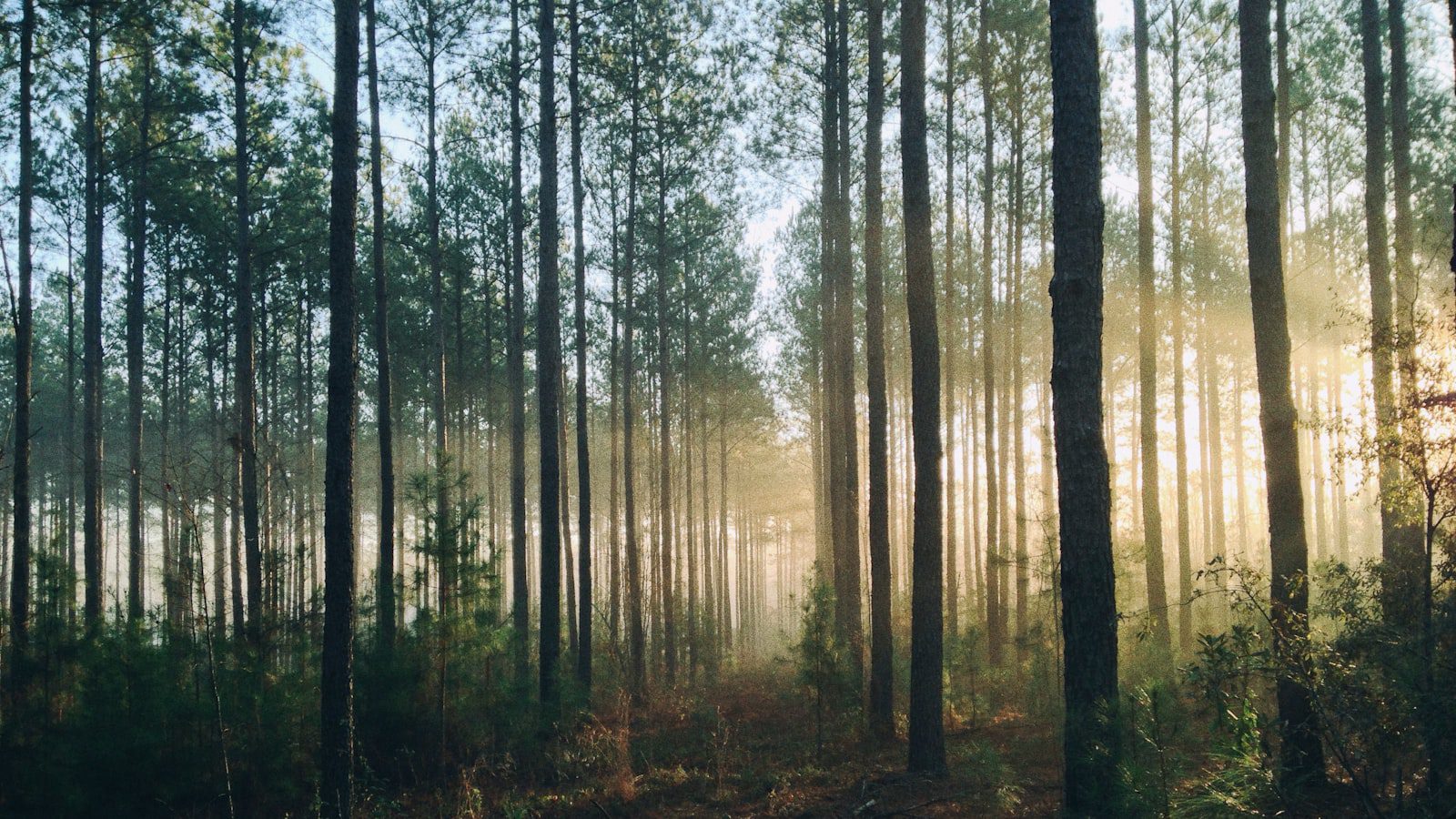 Sumérgete en​ la tranquilidad de Panther State Forest