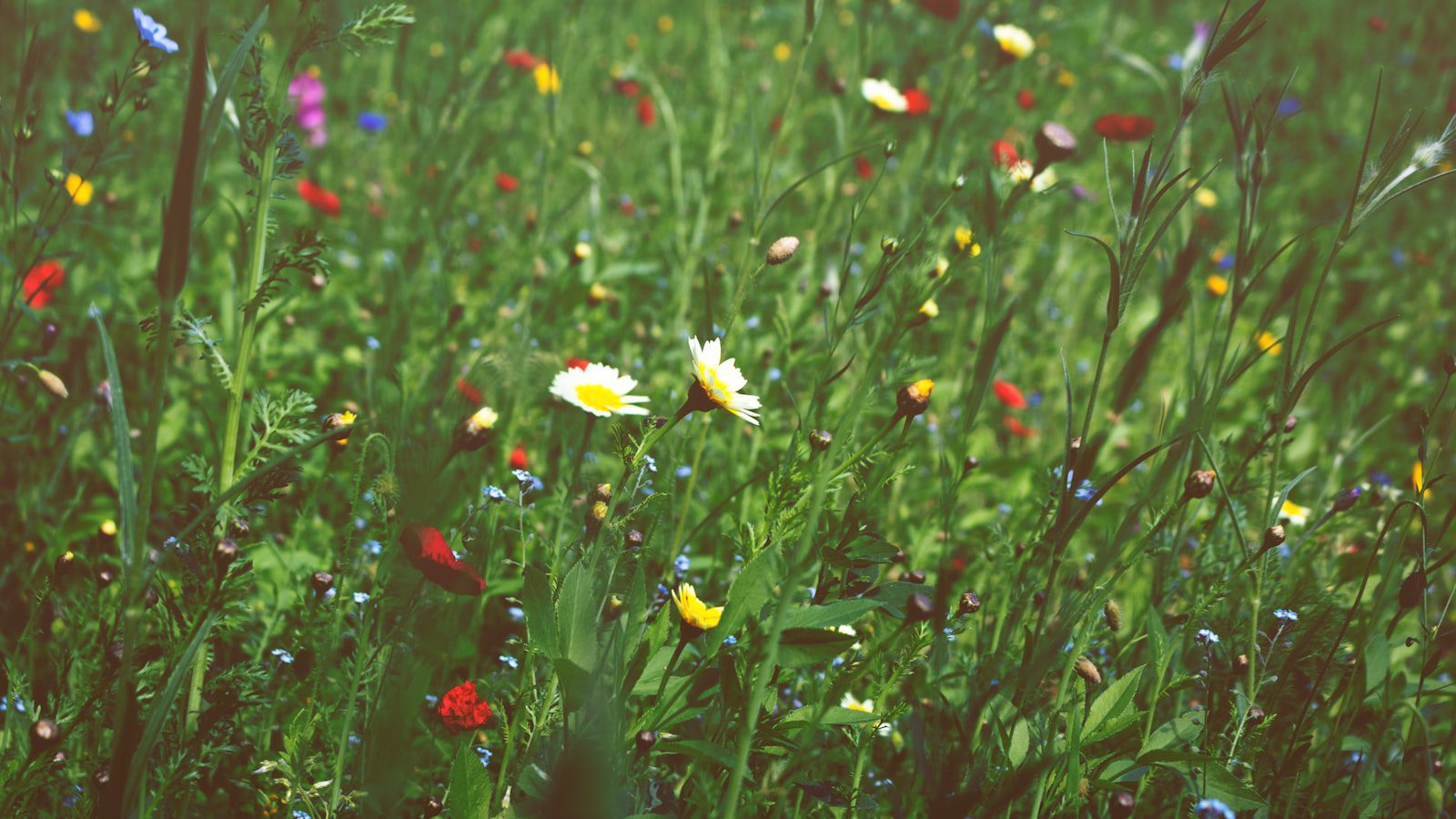 Disfruta de un tranquilo ‍paseo por los‌ jardines de Pipe Spring