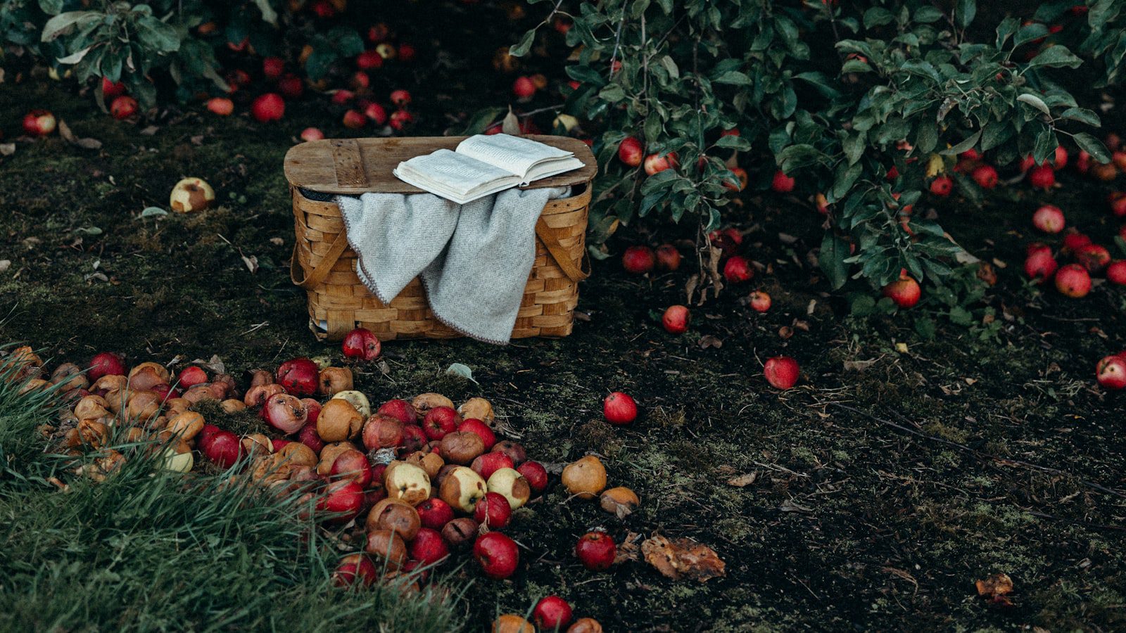 Disfruta de‌ un día ⁣de picnic en ‍familia