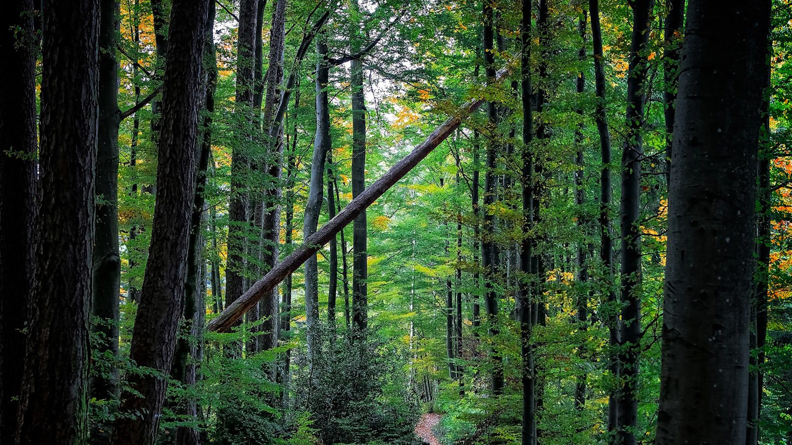 Senderos ​con ⁣vistas impresionantes​ en Lake Louisa State Park