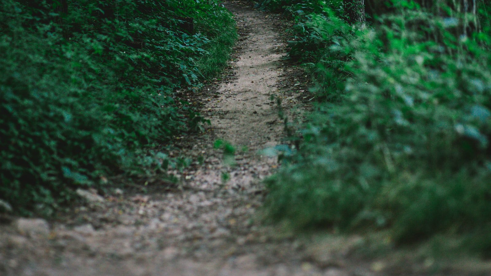 Senderismo‍ entre la‍ flora y fauna‍ de los parques