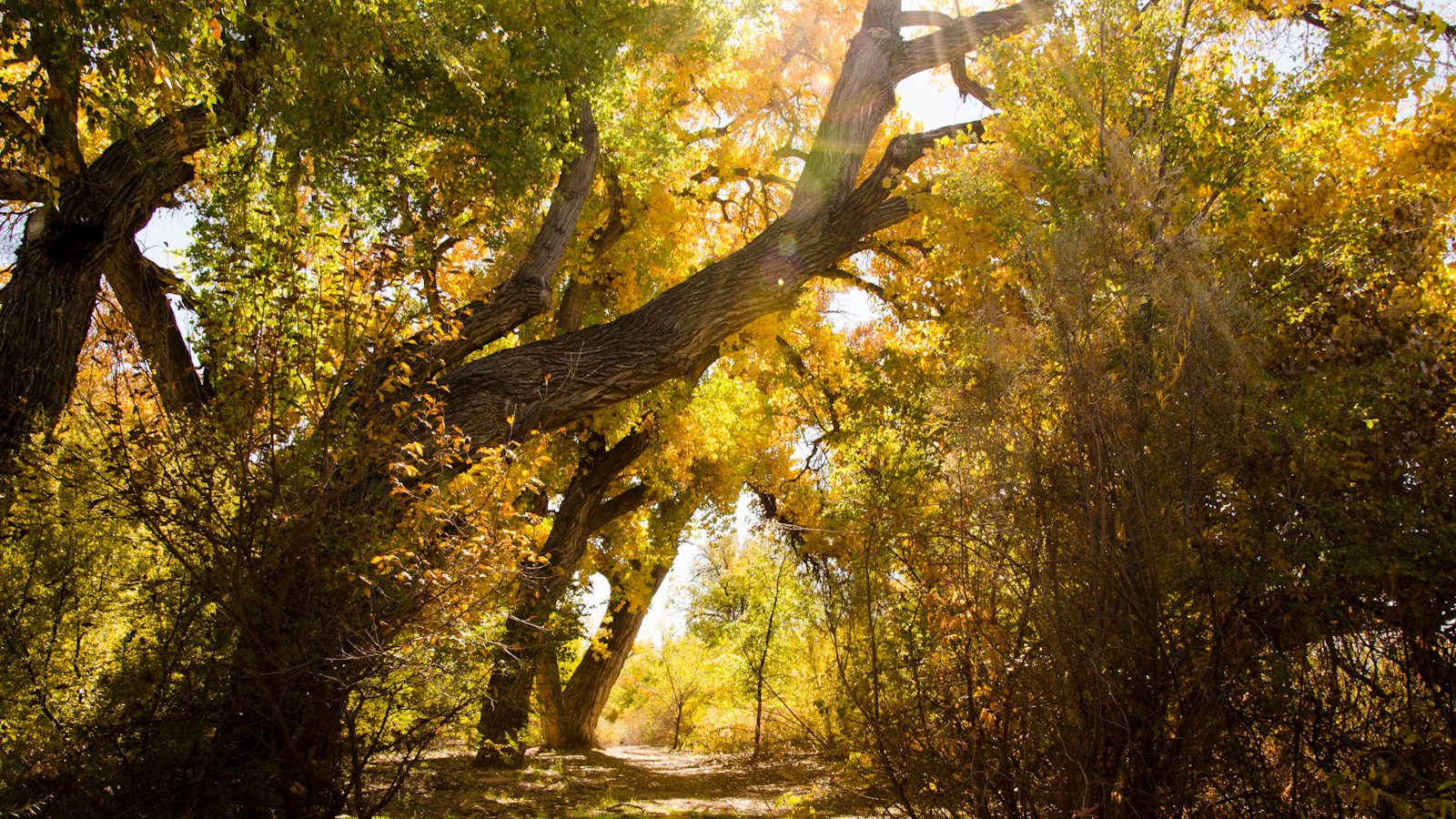 Explorando‌ la ⁣belleza natural del⁢ Bosque Nacional Allegheny