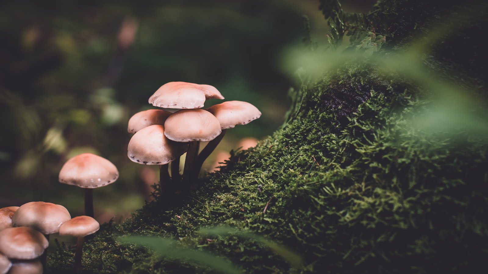 Un refugio natural en medio de la ciudad