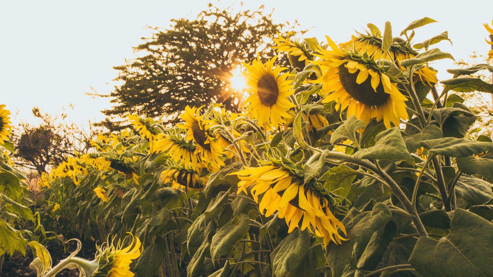 Un⁣ refugio⁤ de paz y naturaleza​ en medio de la ciudad