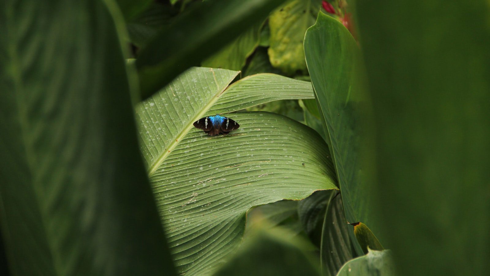 Explora la fauna y⁣ flora exuberante del⁢ lugar