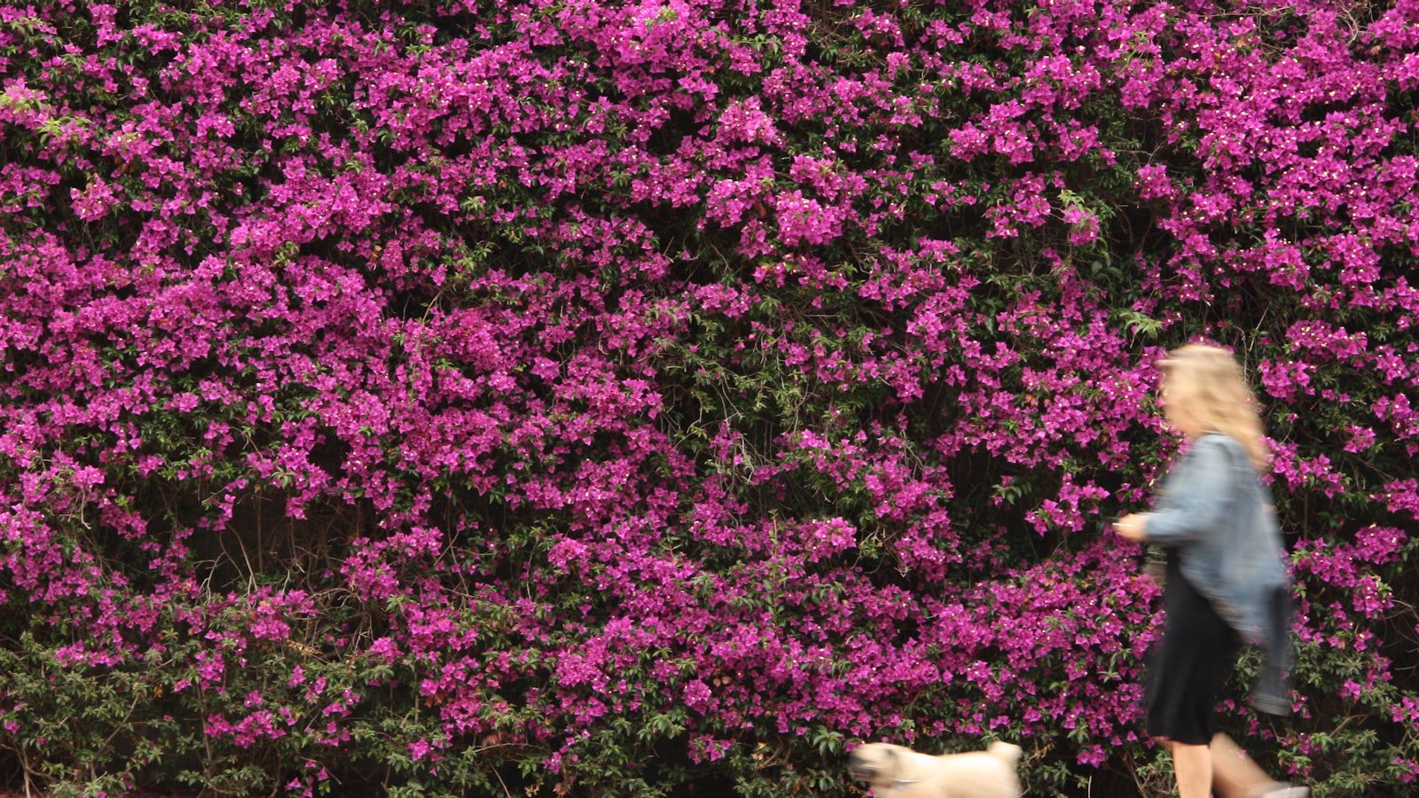 Paseando por los⁣ senderos boscosos ​del parque