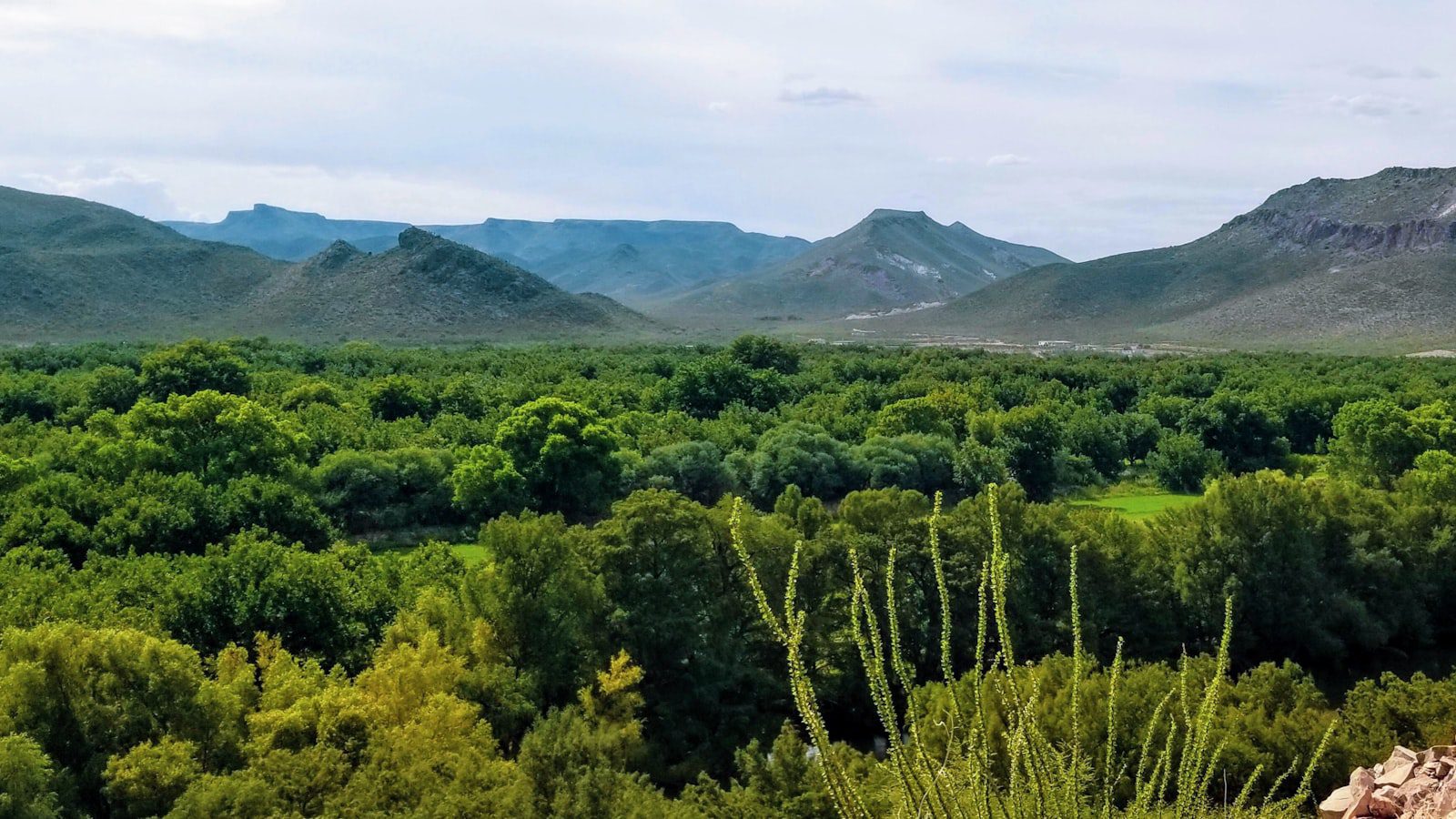 Un⁣ oasis de serenidad en medio de la bulliciosa Nashville