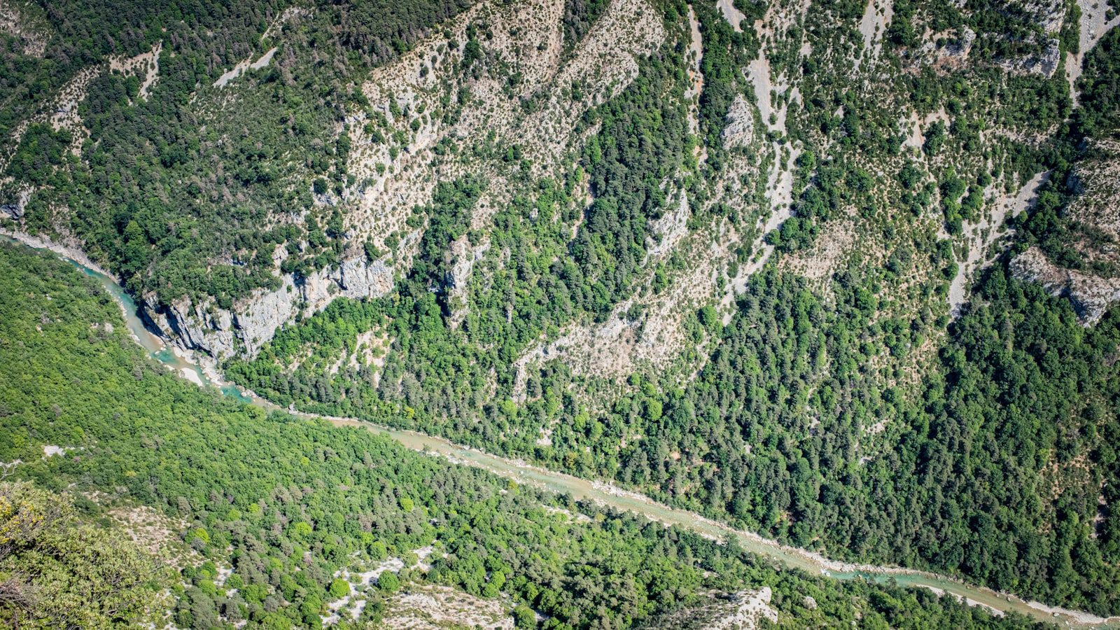 Descubre la diversidad de flora y fauna ​en Linville Gorge