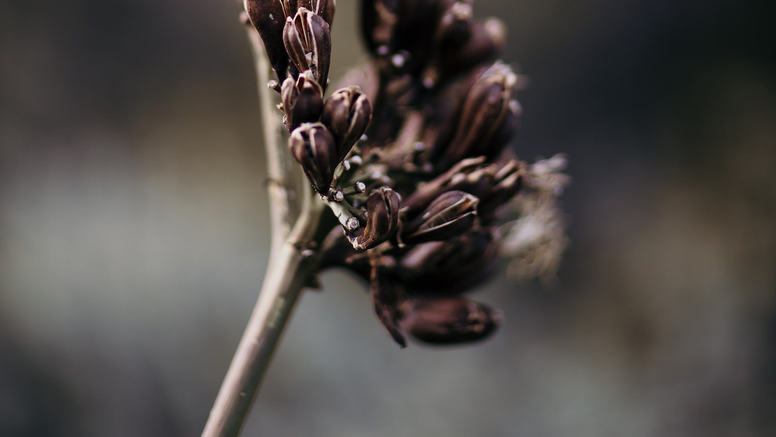 Explora la fauna ⁢y flora​ única de Big Bend