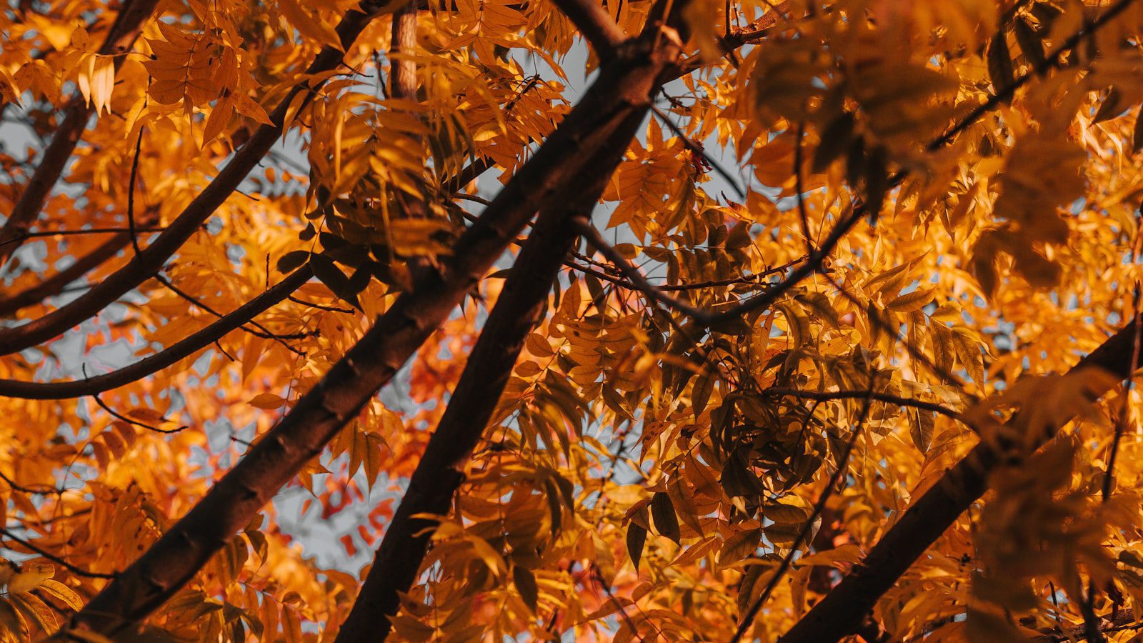 Explora la ‍belleza natural de​ Kaloko-Honokōhau National Historical Park