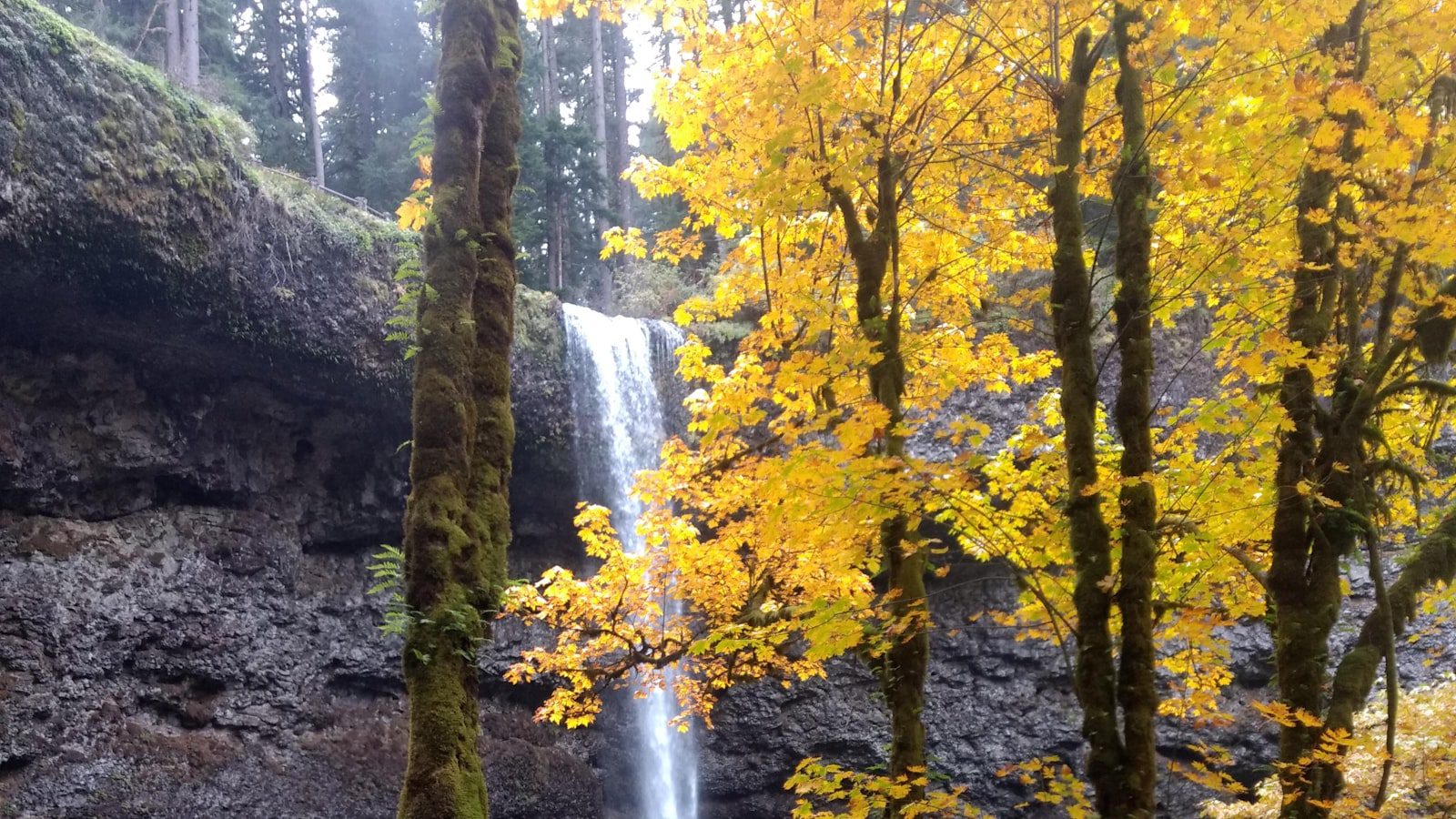 Descubre la majestuosidad de Silver Falls ⁤State Park