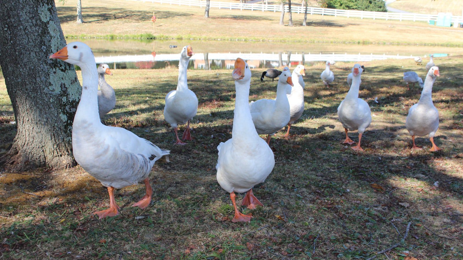 Observación de aves: una experiencia única en ⁢Carolina Beach State Park