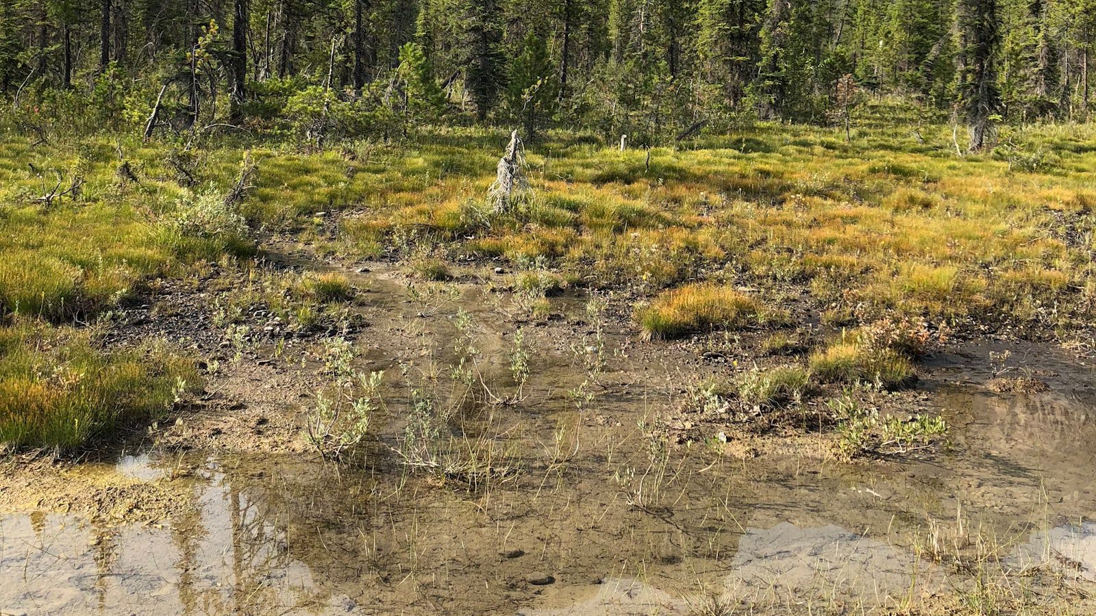 Sumérgete en la tranquilidad de los bosques de coníferas