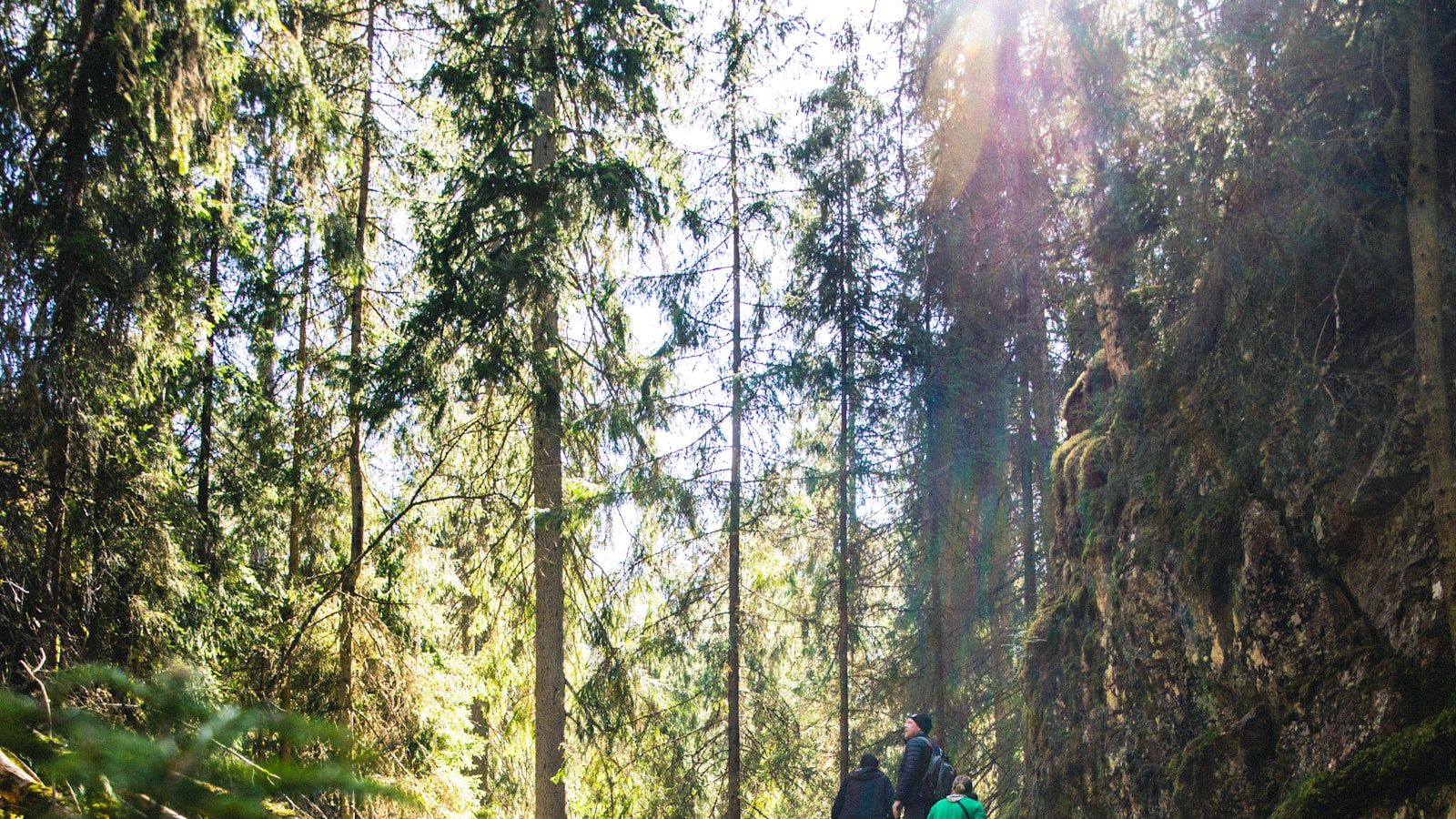 Senderismo en el bosque⁣ de robles centenarios