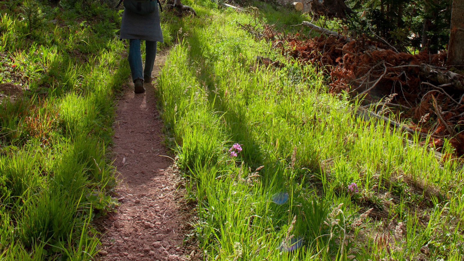 Senderismo en‍ los⁢ bosques de Cape Perpetua