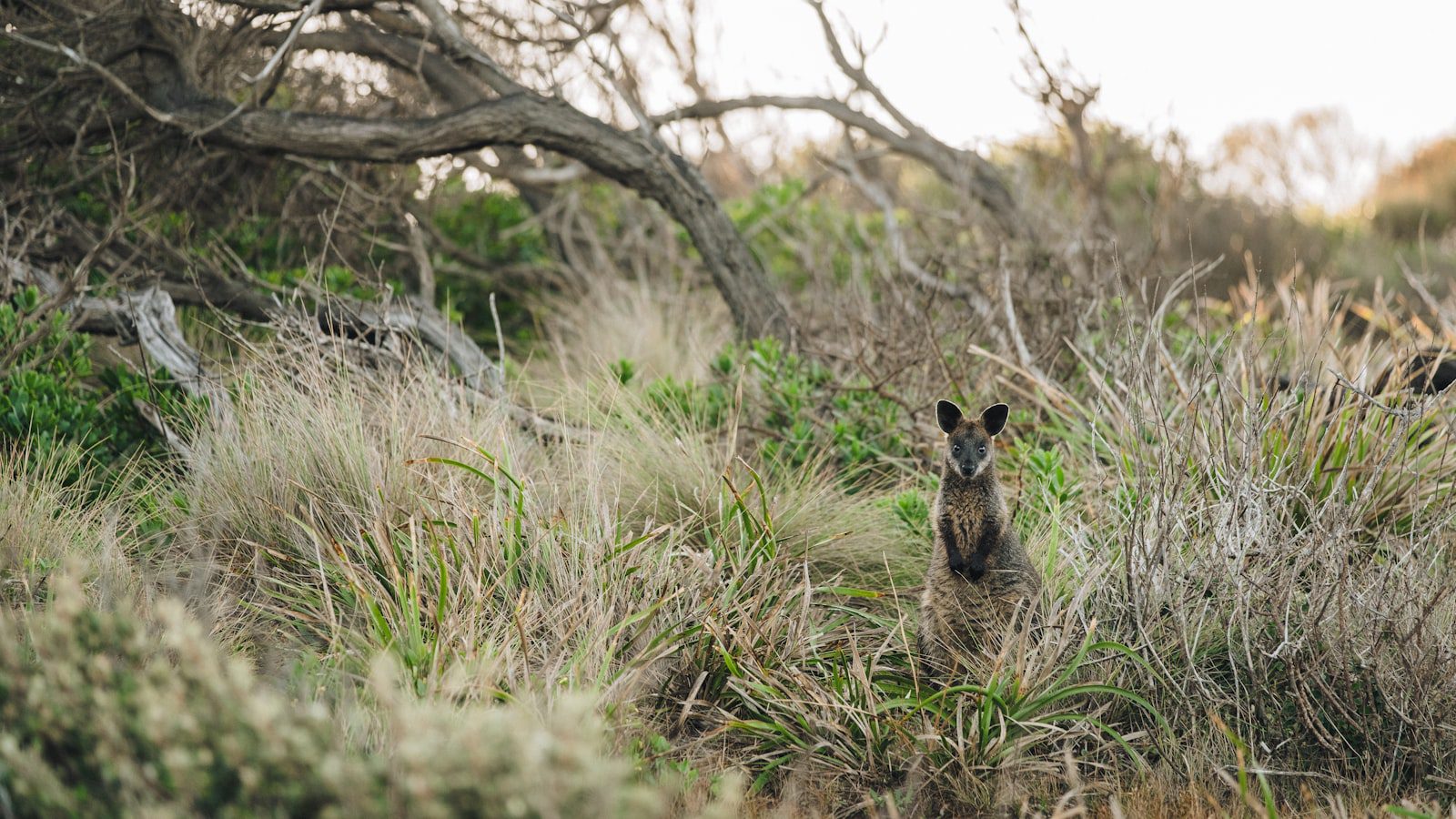 La fauna exuberante que encontrarás⁣ en ⁤Lackawanna ⁢State ⁢Park