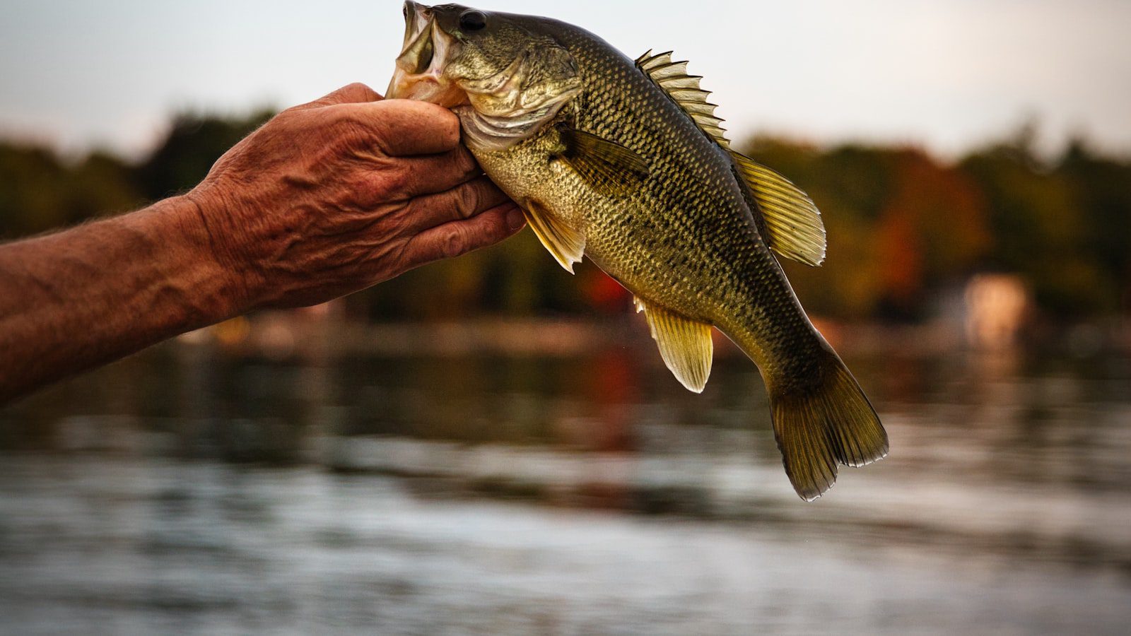 Disfruta de la pesca en las aguas cristalinas del lago