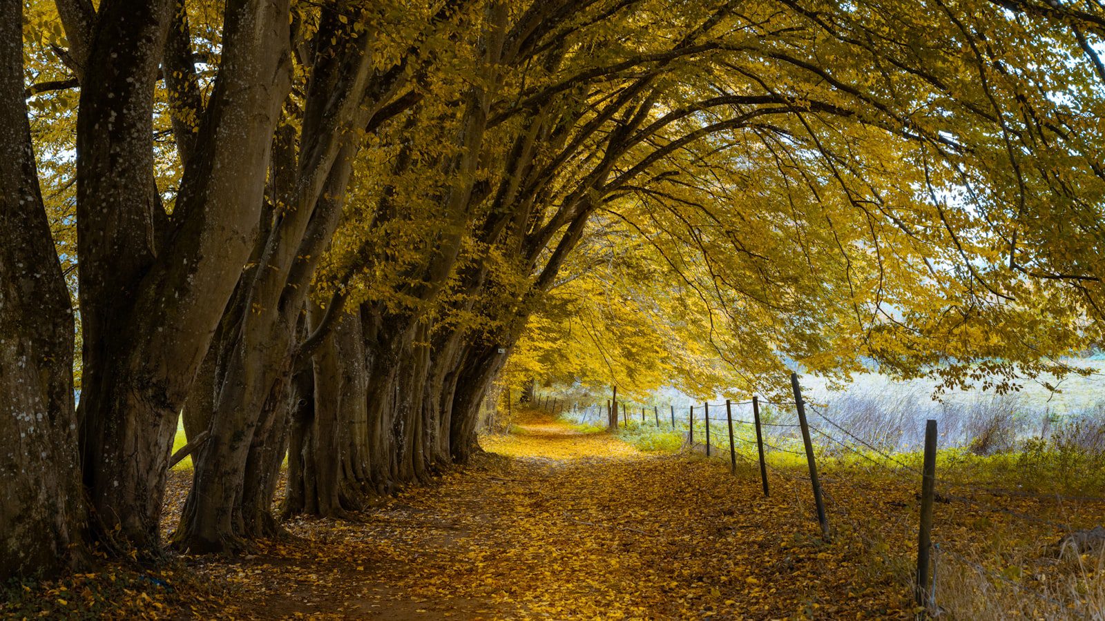 Experimenta la‍ tranquilidad⁤ y la paz en medio de la naturaleza