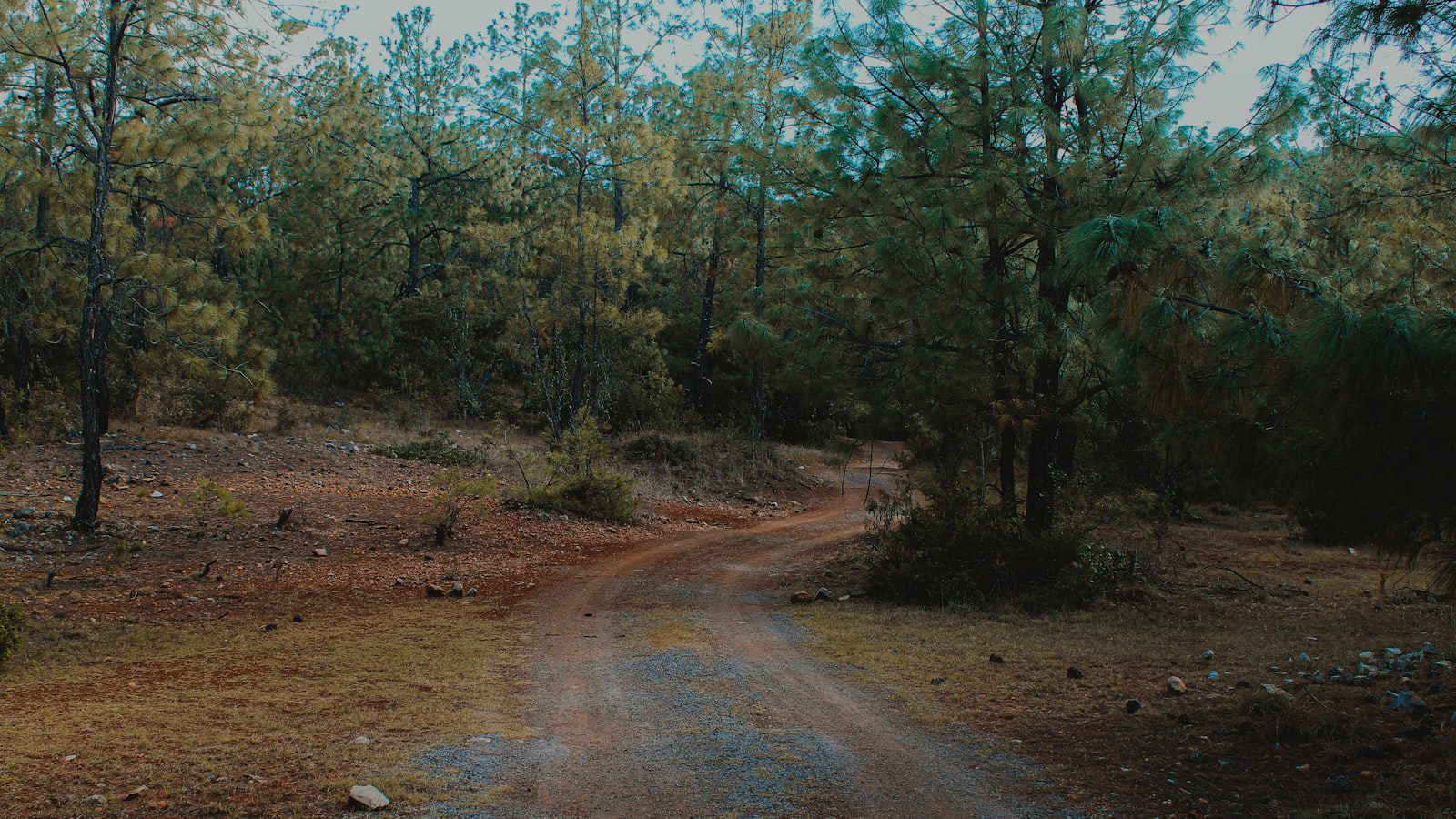 Bosques exuberantes y senderos serpenteantes