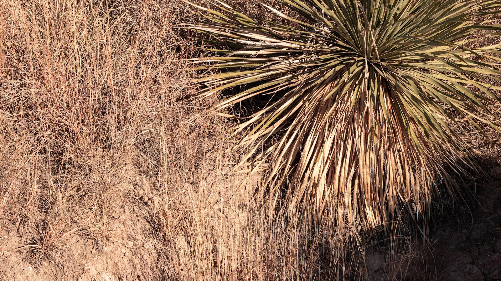 Practica senderismo en sus exuberantes‍ senderos naturales