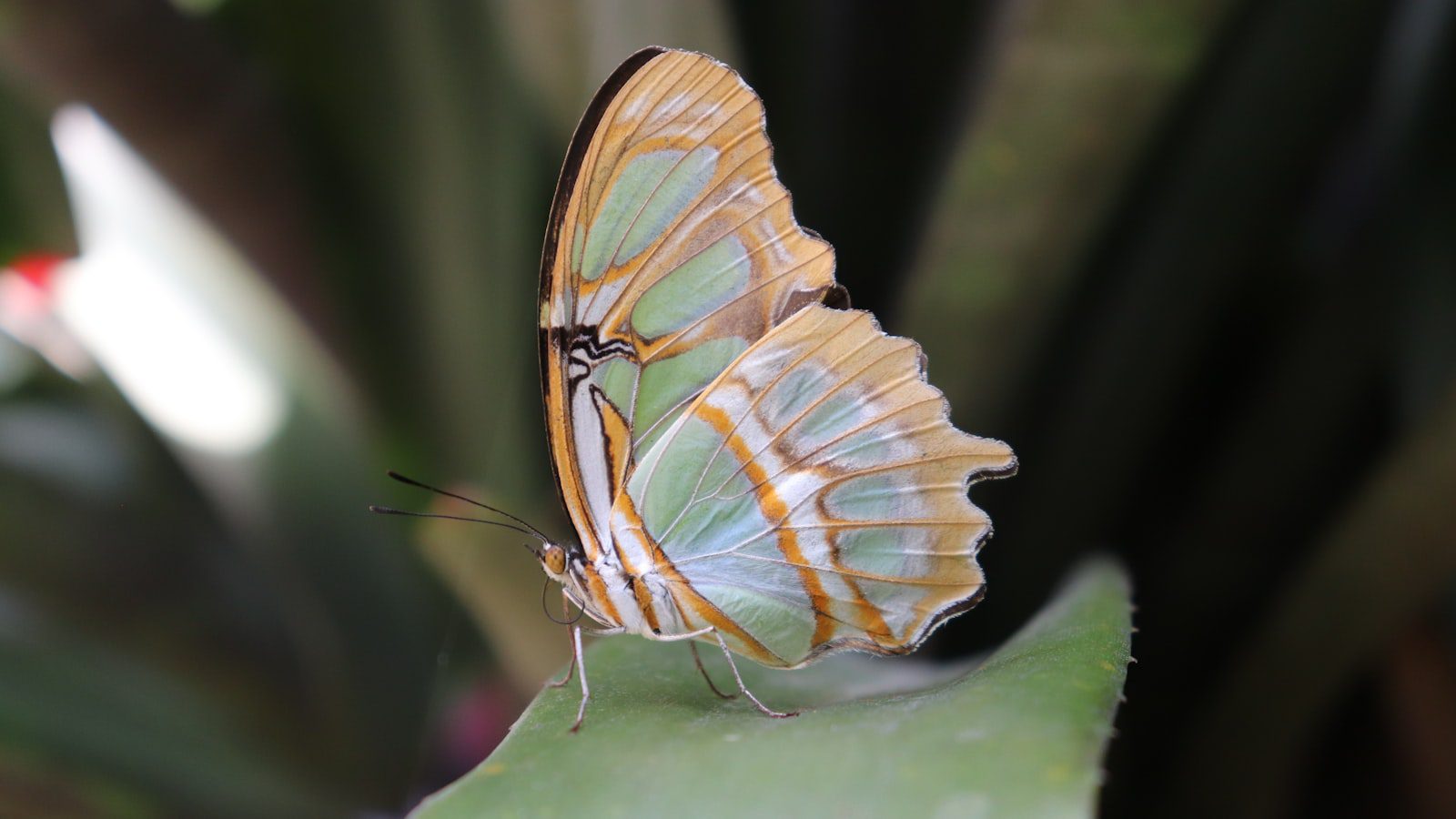 Contribuye a la conservación de este tesoro natural